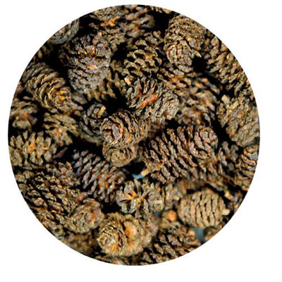 Dupla Hobby Alder Cones 50Pk