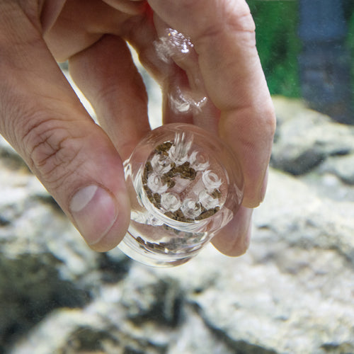 Dupla Planaria X Trap