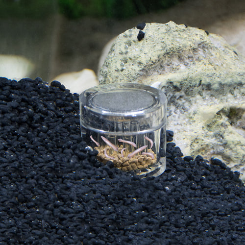 Dupla Planaria X Trap