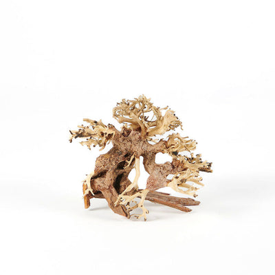 Golden Tree Bonsai 20x15cm