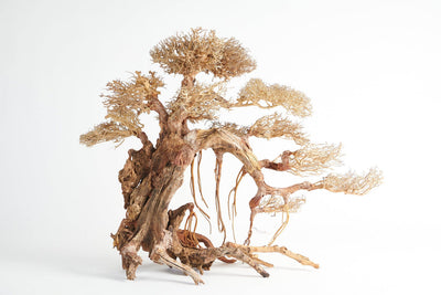 Golden Tree Bonsai 100x80cm