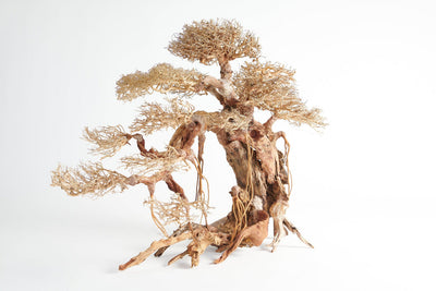 Golden Tree Bonsai 120x40cm