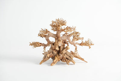 Golden Tree Bonsai 25x20cm