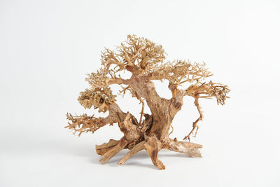 Golden Tree Bonsai 60x40cm