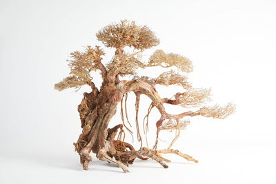 Golden Tree Bonsai 80x50cm