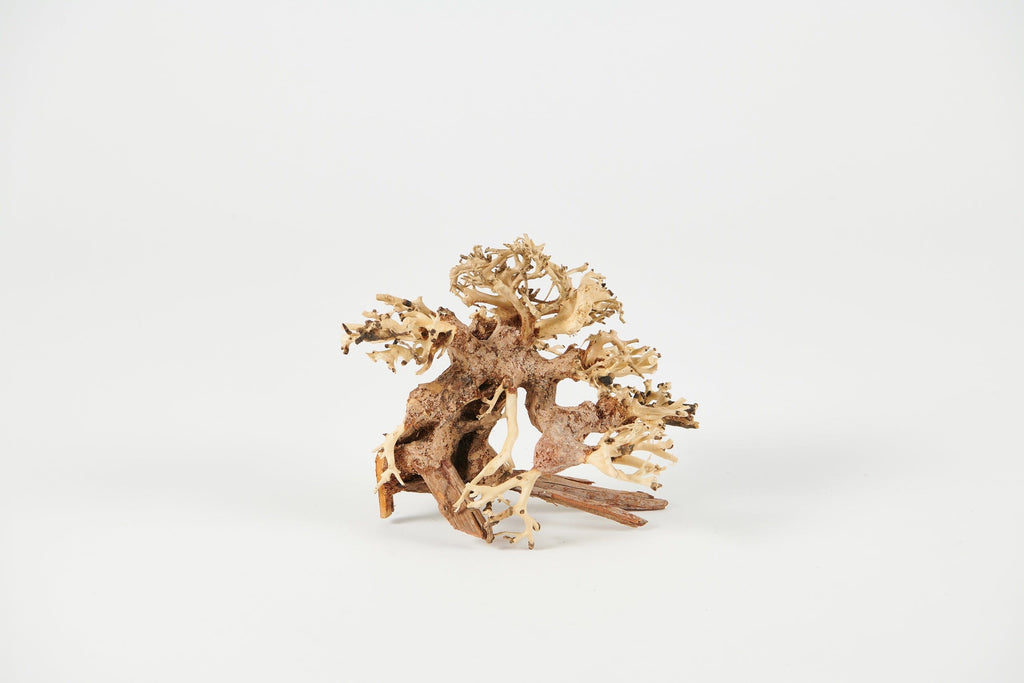 Golden Tree Bonsai 35x30cm