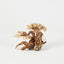 Golden Tree Bonsai 25x20cm