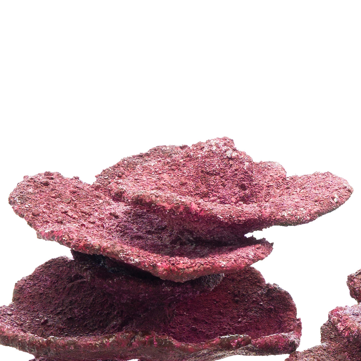 Real Reef Plate Corals