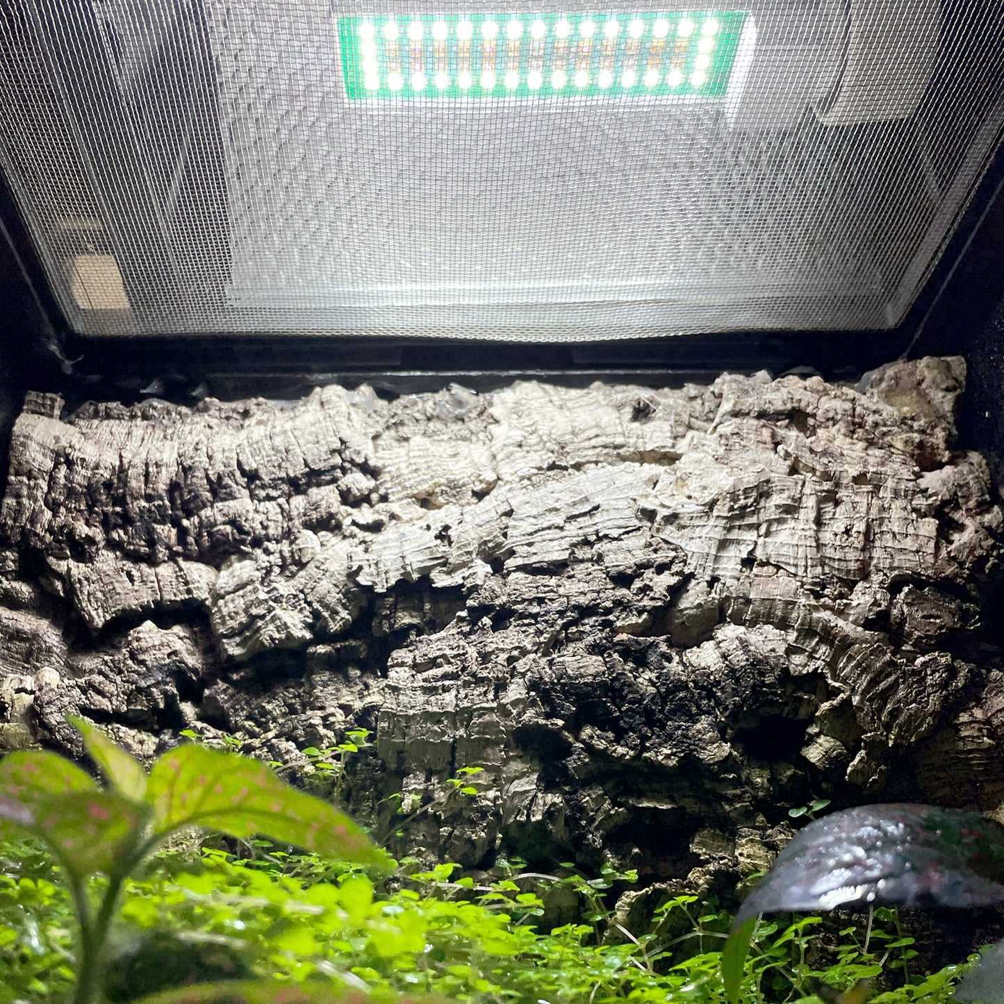 Reptile Systems New Dawn UVI LED Flood Lamp