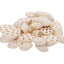 Mountain Tree Lotus Root Nitro Ring II - FRESHWATER