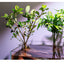 AquaPRO Plant Stand