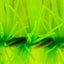 Mountain Tree Star Filter Brush